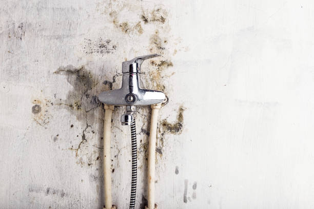 Best Mold Remediation for Schools in Five Points, NC