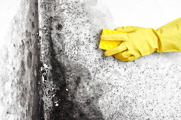 Best Residential Mold Remediation in Five Points, NC