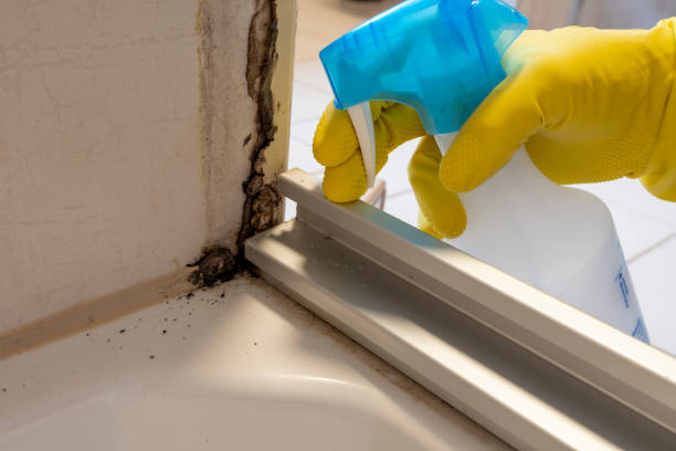 Best Bathroom Mold Remediation in Five Points, NC