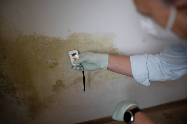 Best HVAC Mold Remediation in Five Points, NC