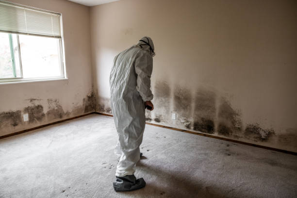Best DIY Mold Remediation Support Services in Five Points, NC